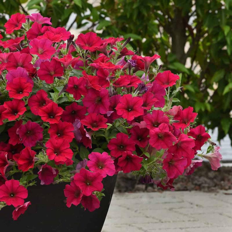 Petunia  Wave Carmine Velour (4114)